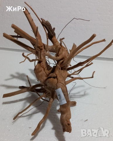 Корен от Азалия /декорация/ 7, снимка 2 - Други - 53396765