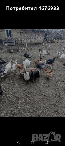 яйца от домашни селски кокошки, снимка 2 - Кокошки и пуйки - 52976595