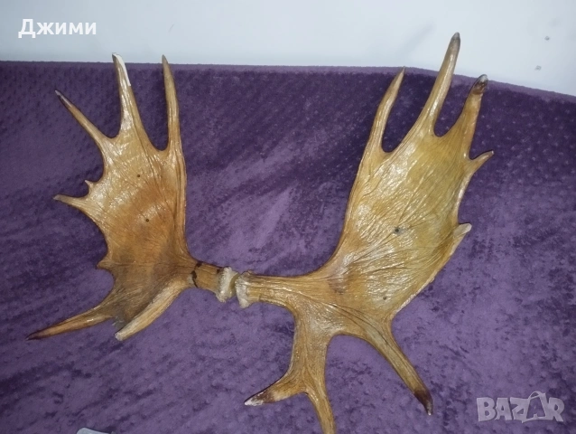 голям лос, снимка 3 - Антикварни и старинни предмети - 53622617