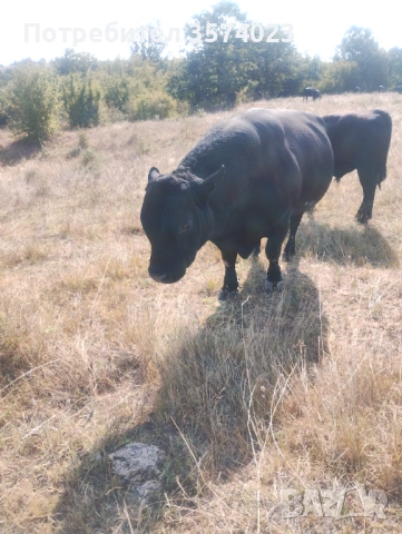 Месодайни телета, снимка 14 - Крави - 54245143