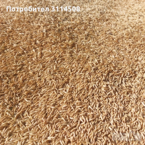 Овес реколта 2025