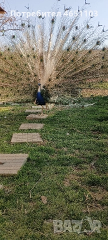 Черен петък ,пауни - арлекин, снимка 4 - други­ - 52416398