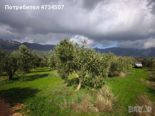 Домашен зехтин – реколта 2025 | студено пресован | 5 кг тенекия, снимка 7 - Други - 53459506