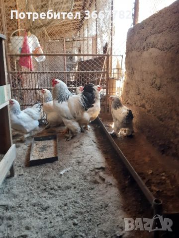 Оплодени яйца за лепене , снимка 6 - Кокошки и пуйки - 45566246