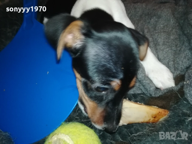 ДЖАК РЪСЕЛ ТЕРИЕР-ЖЕНСКО 0811251601, снимка 7 - Джак ръсел териер - 52343205