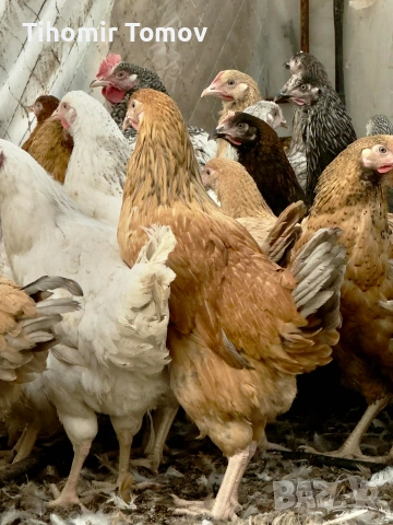 продавам ярки кръстоска за яйца и месо 