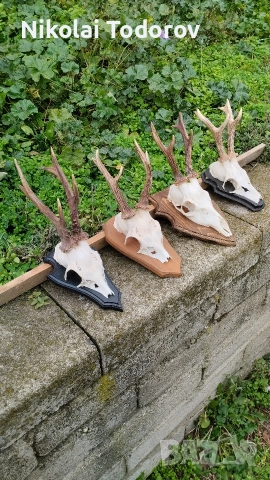 Трофей от сръндак, снимка 6 - Други - 52672901