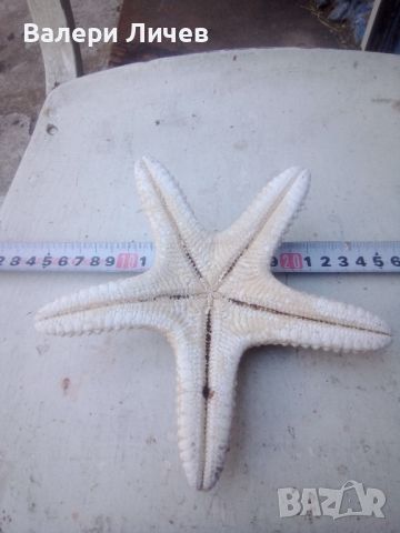 Морска звезда , снимка 2 - Други - 46259652