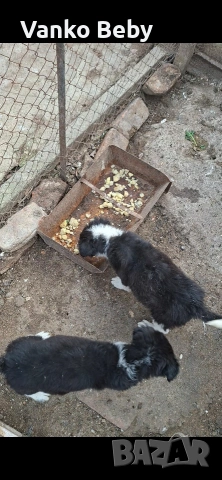 Продават се две каракачански кучета на 3 месеца мъжко и женско , снимка 3 - Каракачанска овчарка - 54226750