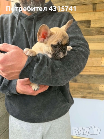 Френски булдог, снимка 10 - Френски булдог - 53222699