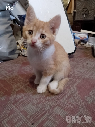 Мъжки котенца търсят своя постоянен дом, снимка 4 - Други - 51947420