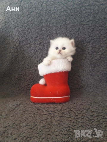 МНОГО, МНОГО КРАСИВИ КОТЕНЦА МЕЧТА , снимка 10 - Персийска - 52584785