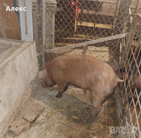 2 нерезчета по 60 кг, снимка 4 - Прасета - 53478332