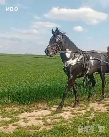 Мъжко конче 