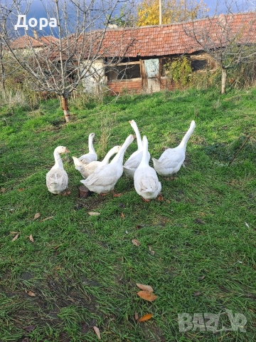 оплодени яйца от гъски Линда , снимка 4 - други­ - 52885216