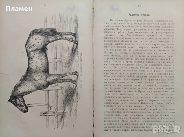 Коневъдство Павелъ Кулешовъ /1892/, снимка 9 - Антикварни и старинни предмети - 47534397