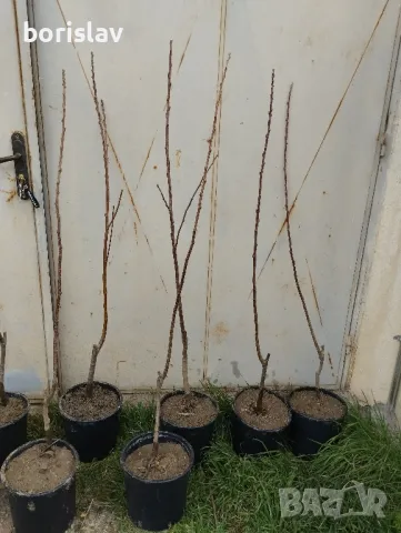 Продавам дръвчета ядлив кестен(сладък кестен), снимка 3 - Градински цветя и растения - 47623165