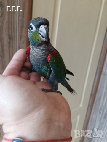 Бебета Пирура перлата, снимка 6 - Папагали - 54287719