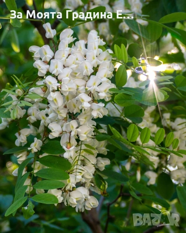 Акация - Бяла и Розова , снимка 3 - Градински цветя и растения - 53743810