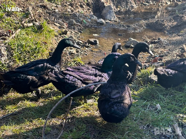 Патици Каюги , снимка 4 - Патици и гъски - 53903453