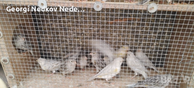 Продавам канари , снимка 3 - Канари - 52756202