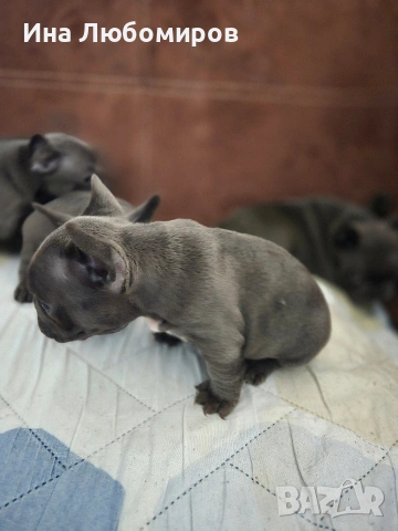 Малки сладки Френски булдочета, снимка 4 - Френски булдог - 54219170