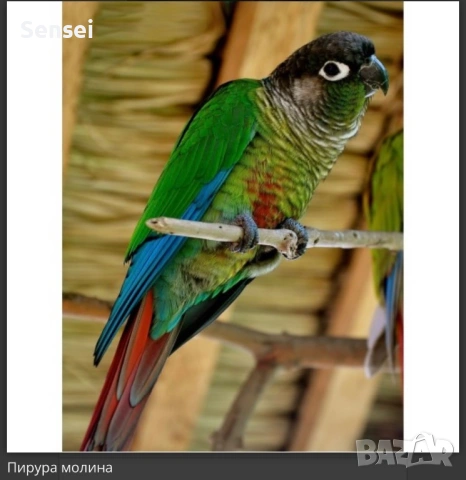 Папагал Пурура Молина , снимка 8 - Папагали - 54017827