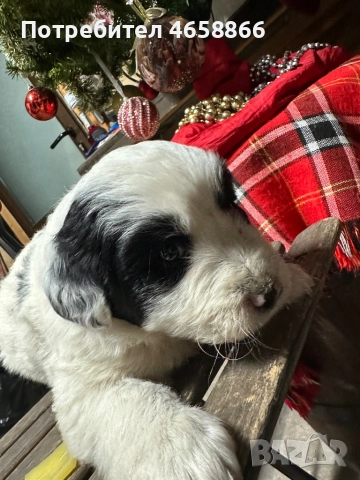 Бебе каракачанка, снимка 14 - Каракачанска овчарка - 52514278