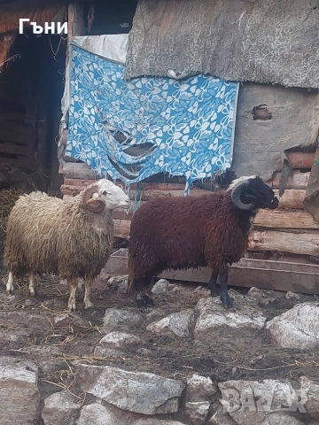 коч кочове овце , снимка 7 - Овце - 53624150