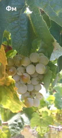 Грозде сорт Димят., снимка 1
