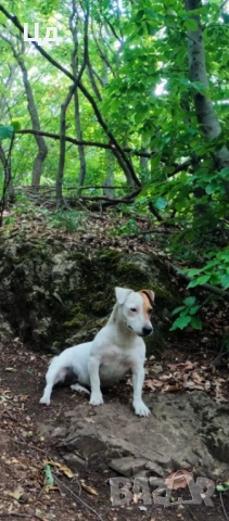 Джак ръсел териер , снимка 6 - Джак ръсел териер - 53529762