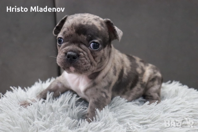 Френски булдог/малки кученца