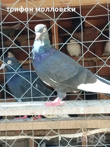 Гълъби на глас и въртене , снимка 15 - Гълъби - 51800997