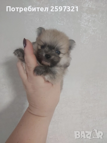 Померан, снимка 2 - Померан - 52435903