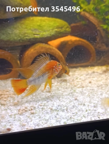 Апистограма Макмастери ред маск