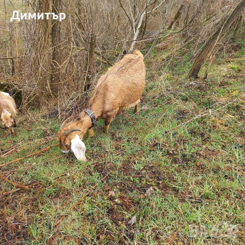 продавам заплодена коза и яре, снимка 2 - Кози - 53946358