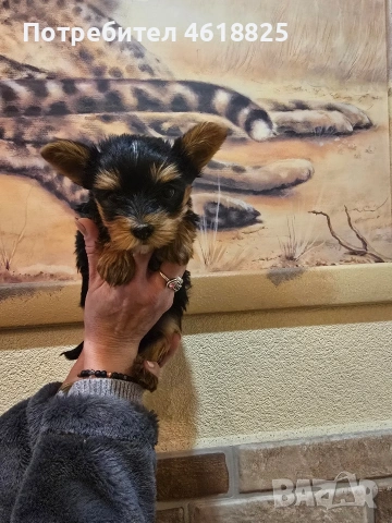 Йоркширски териери , снимка 2 - Йоркширски териер - 53220749