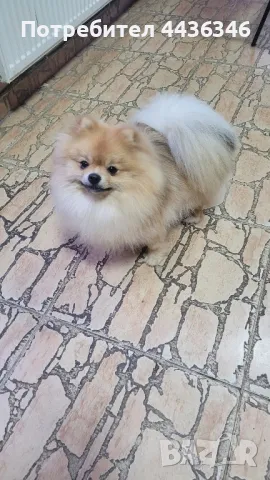 Чистокръвен Померан, снимка 4 - Померан - 50417593