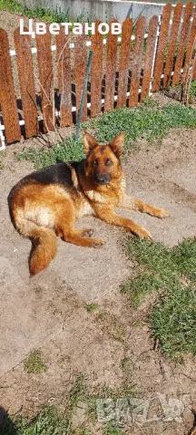 Чистокръвни немски овчарки, снимка 5 - Немска овчарка - 49585094