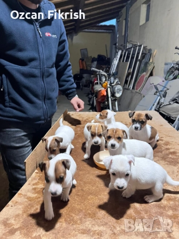 Продавам Джак Ръсел, снимка 2 - Джак ръсел териер - 52990906