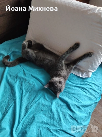 Търси си партньор ,порода Британска късокосместа 