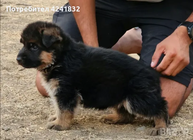 Женски Немски Овчарки Доставка , снимка 1 - Немска овчарка - 47246796