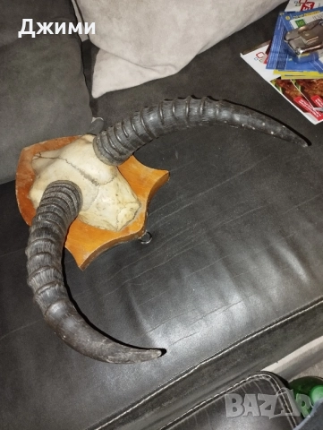 различни симетрични трофеи, снимка 6 - Антикварни и старинни предмети - 47085516