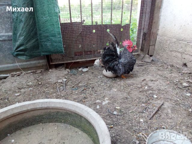 Джинки, снимка 5 - Кокошки и пуйки - 46005860