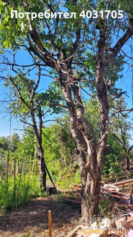 Черешово дърво за материал, снимка 5 - Дърводелски услуги - 51937942
