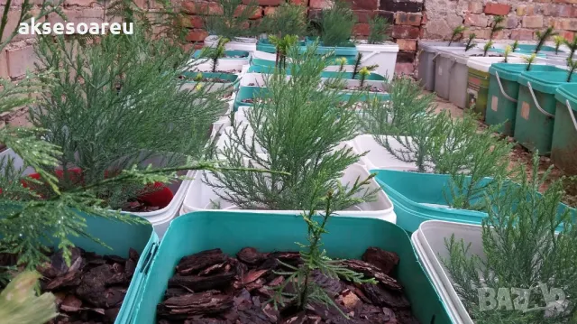 Екзотични нови 15 семена гигантска секвоя мамутово дърво sequoiadendron giganteum декорация в двора, снимка 7 - Сортови семена и луковици - 50222677