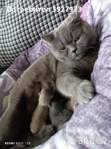 Прекрасни британски котета , снимка 6 - Британска късокосместа - 52913327