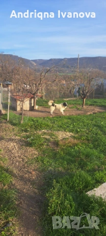 Продавам каракачански кученца, снимка 10 - Каракачанска овчарка - 53825575