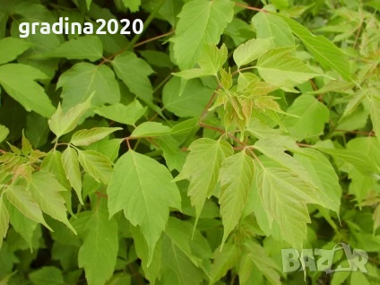 Ясенолистен явор