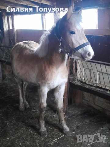 Продавам чистокръвно мъжко хафлингерче на 8 месеца, снимка 2 - Коне - 53432909